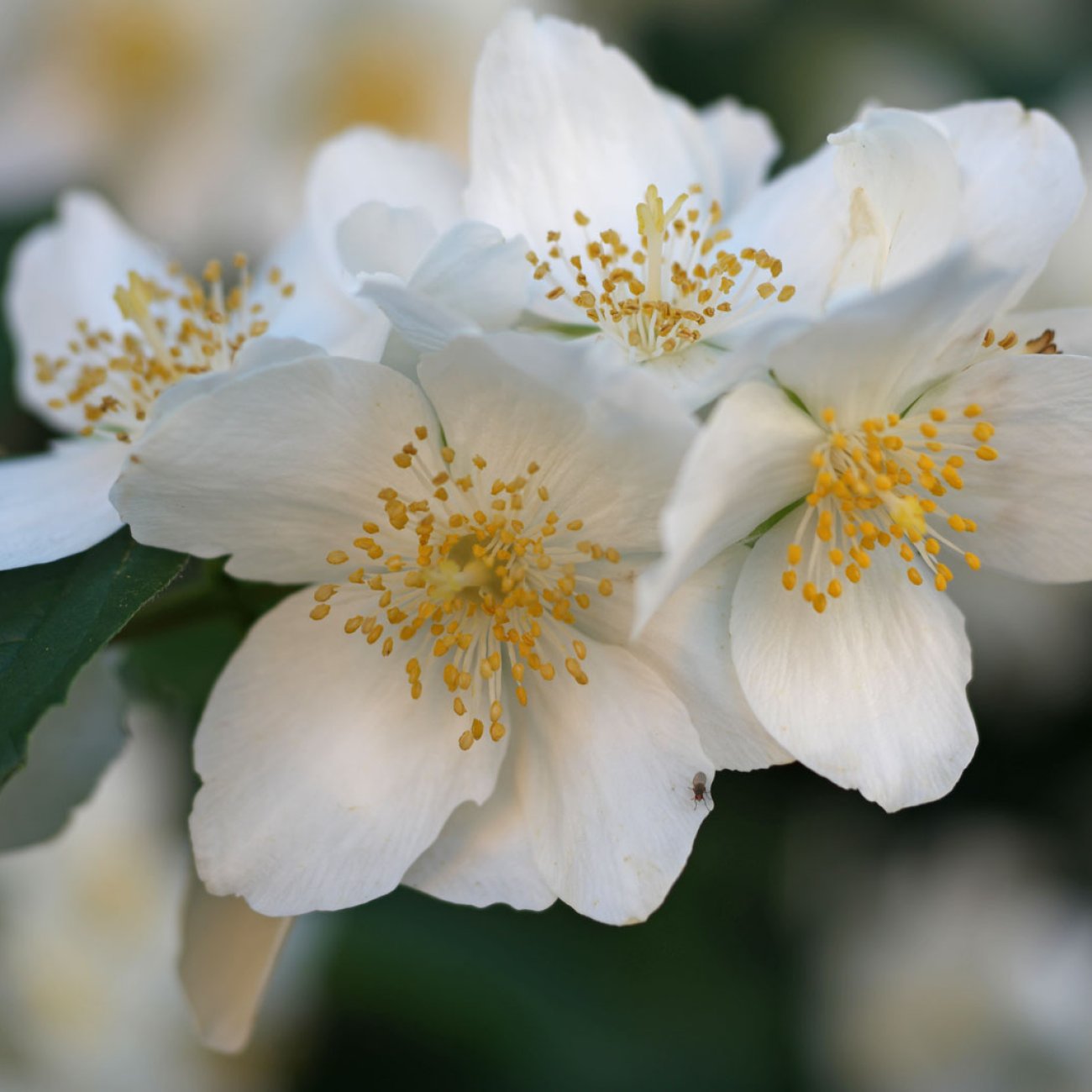 Obrázok Pajazmín vencový (Philadelphus coronarius) ´MONT BLANC´ - výška 30-50 cm, kont. C3L
